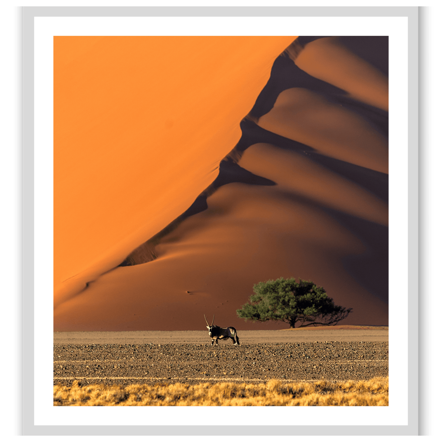 The Loneliest Oryx in the World