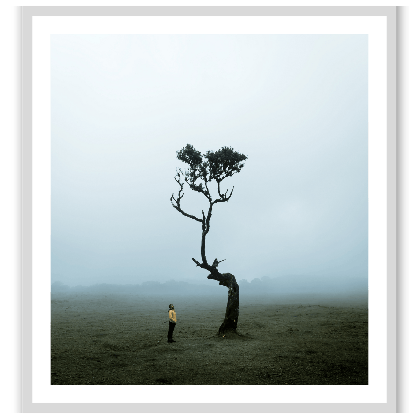 The Lonely Tree