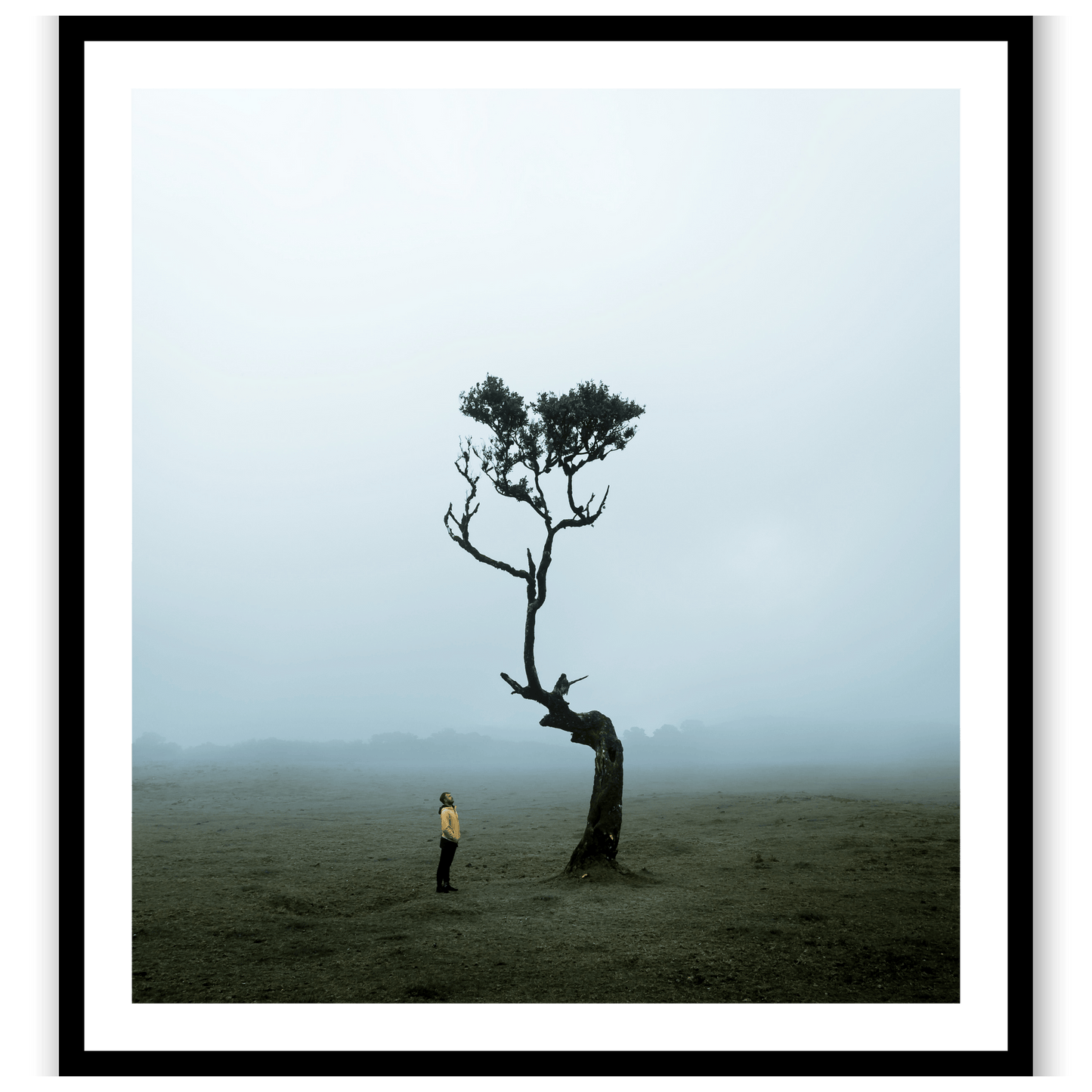 The Lonely Tree
