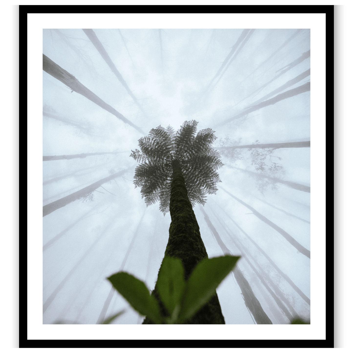 Forest Crown