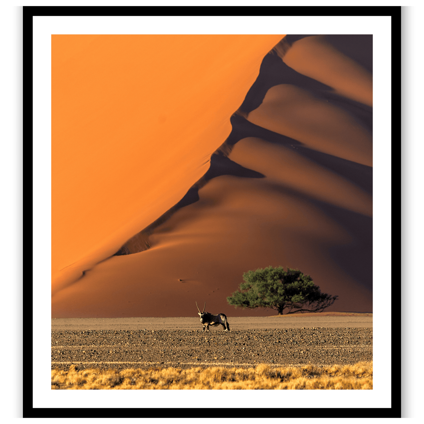 The Loneliest Oryx in the World