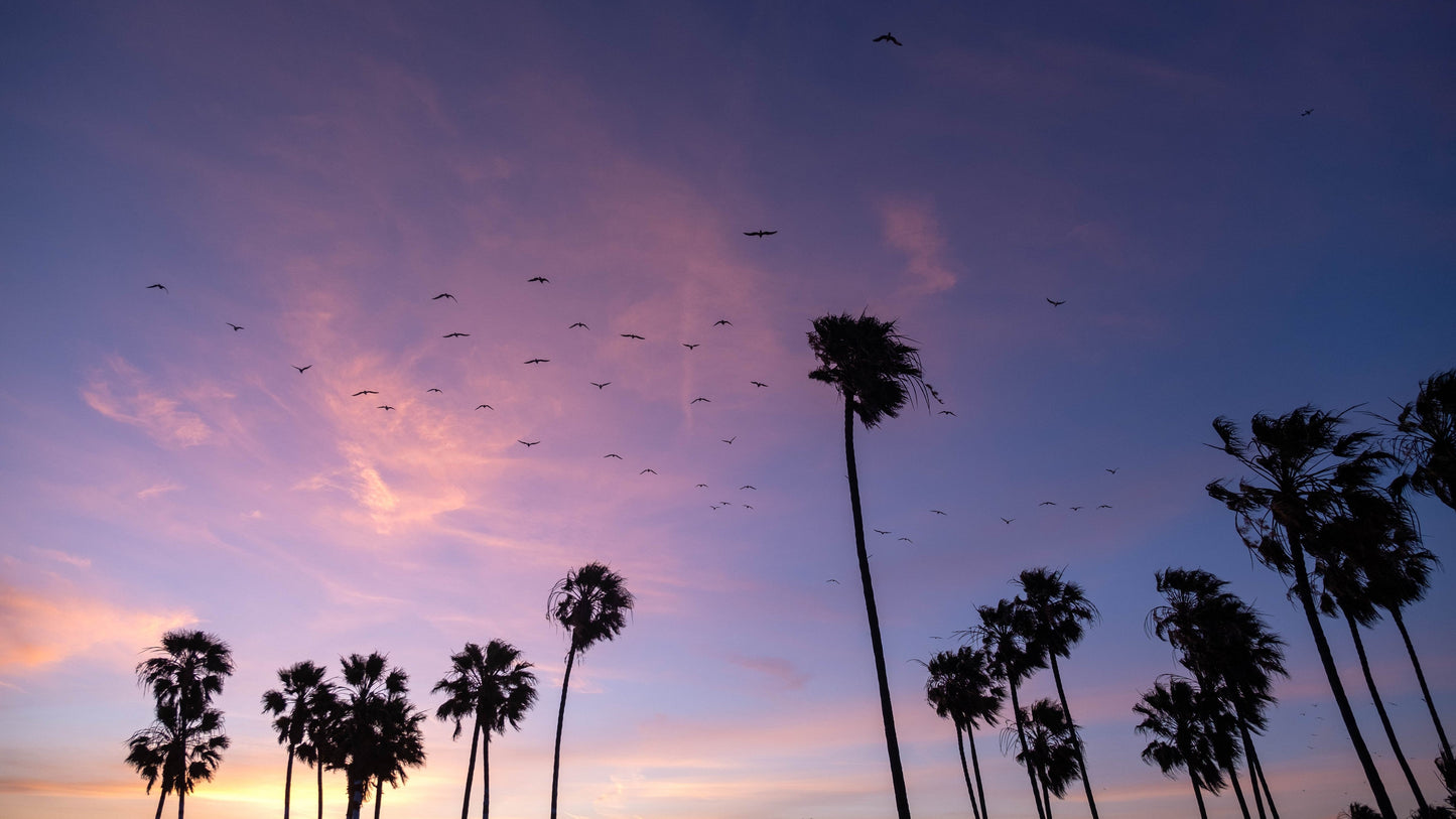 California dreamin’