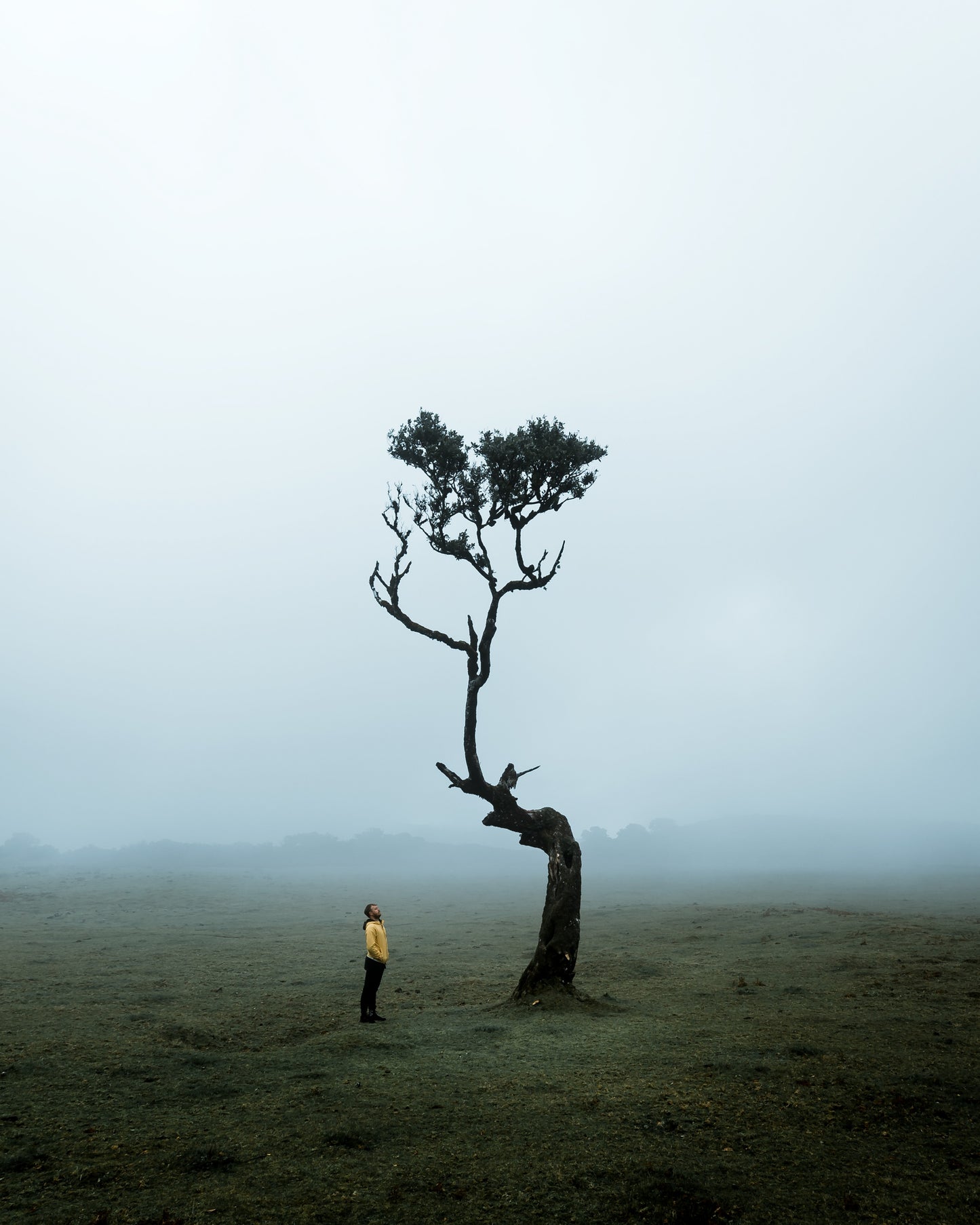 The Lonely Tree