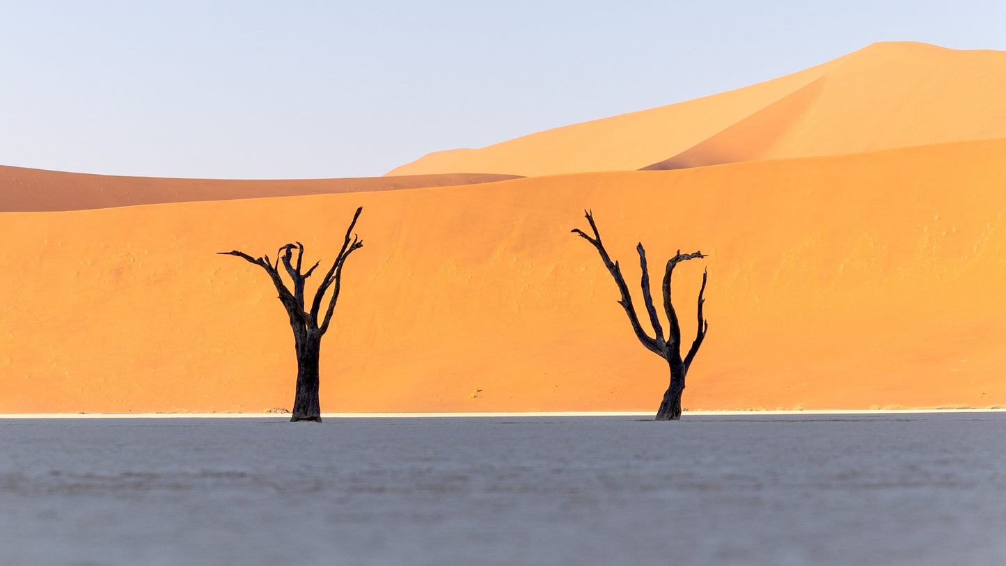 Sossusvlei Forest