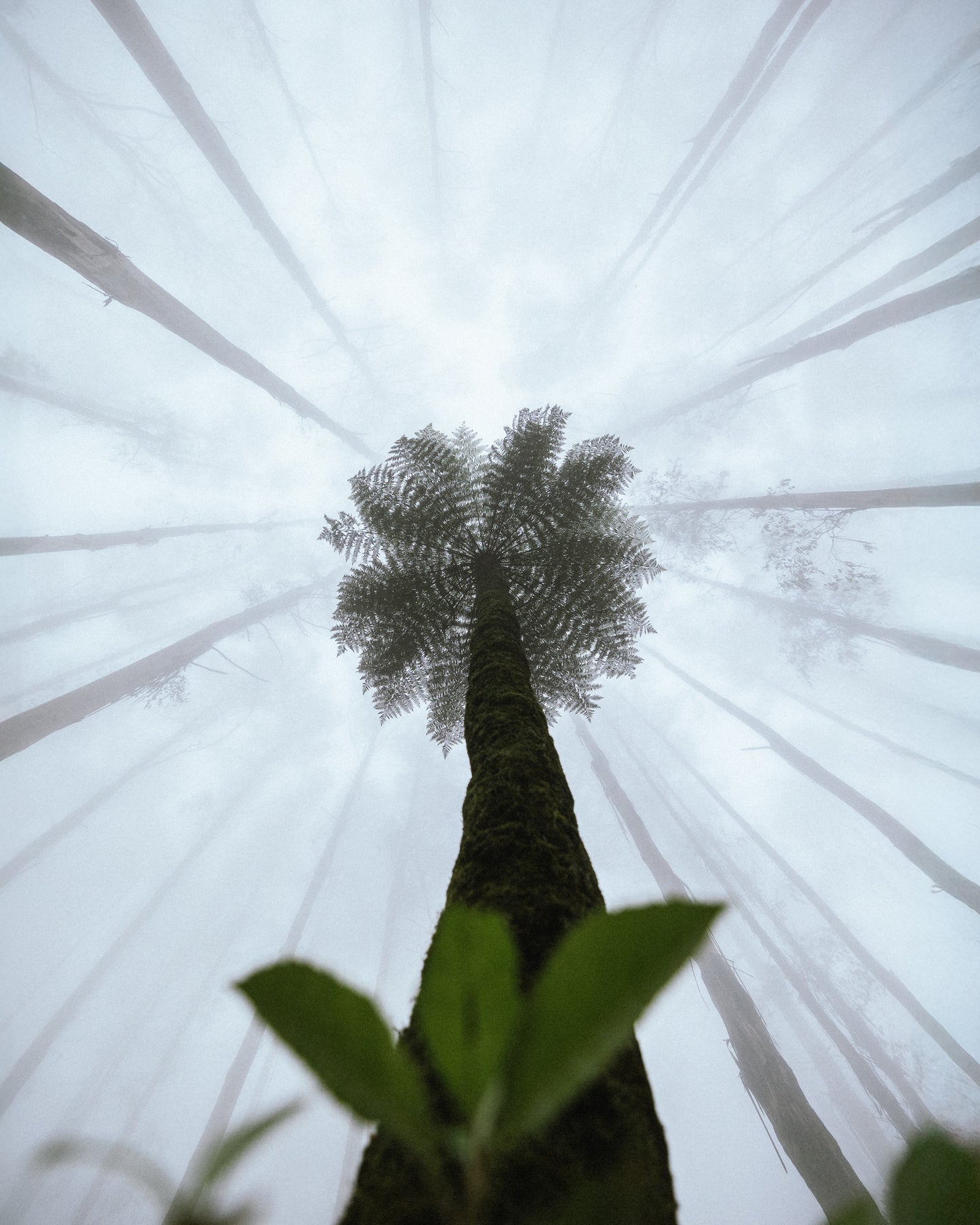 Forest Crown