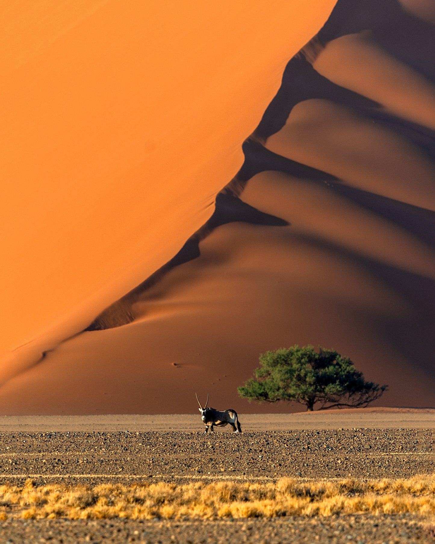 The Loneliest Oryx in the World