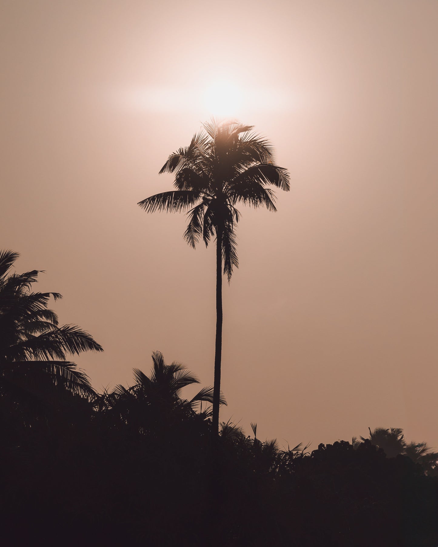 Palms of Mirissa