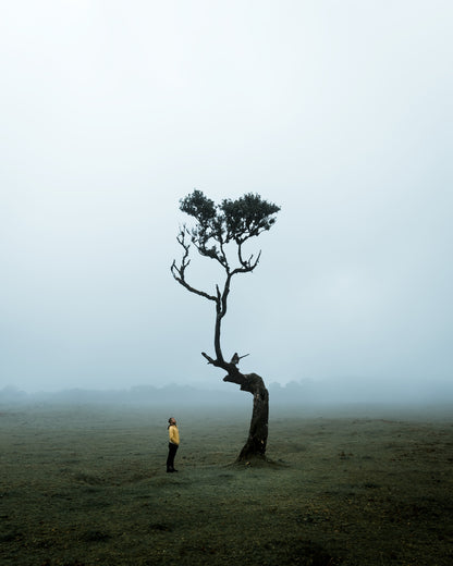 The Lonely Tree