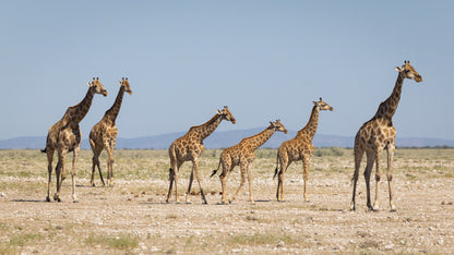 Tall Order