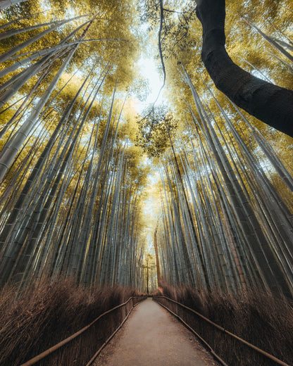 Kyoto whispers